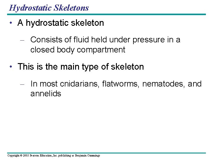 Hydrostatic Skeletons • A hydrostatic skeleton – Consists of fluid held under pressure in