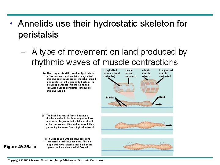  • Annelids use their hydrostatic skeleton for peristalsis – A type of movement