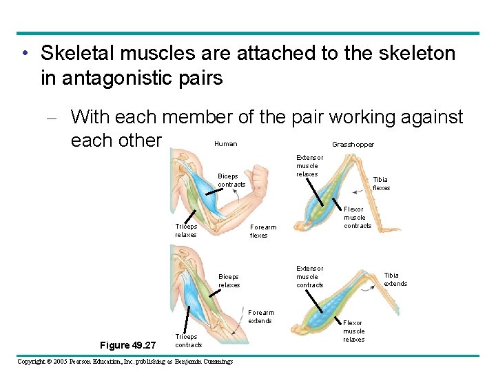  • Skeletal muscles are attached to the skeleton in antagonistic pairs – With