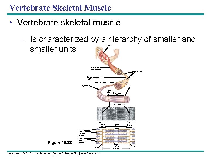 Vertebrate Skeletal Muscle • Vertebrate skeletal muscle – Is characterized by a hierarchy of