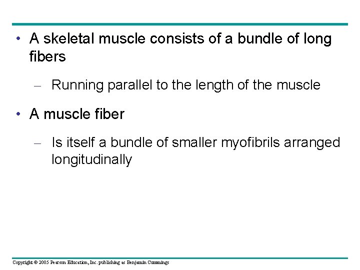  • A skeletal muscle consists of a bundle of long fibers – Running