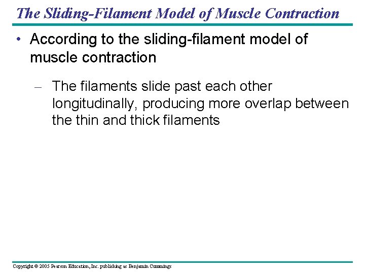 The Sliding-Filament Model of Muscle Contraction • According to the sliding-filament model of muscle