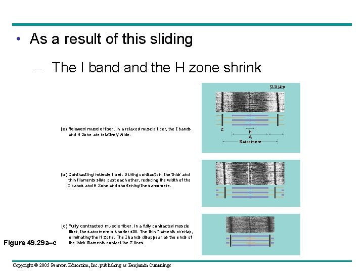 • As a result of this sliding – The I band the H • As a result of this sliding – The I band the H