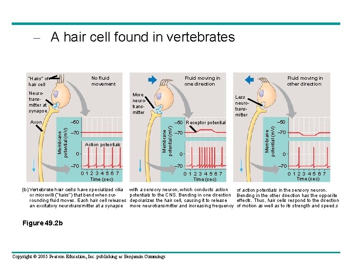 – A hair cell found in vertebrates Fluid moving in one direction No fluid