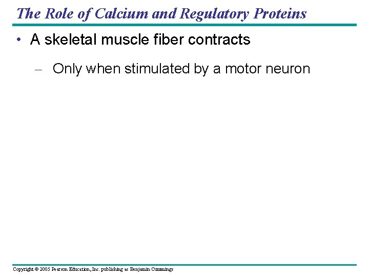 The Role of Calcium and Regulatory Proteins • A skeletal muscle fiber contracts –