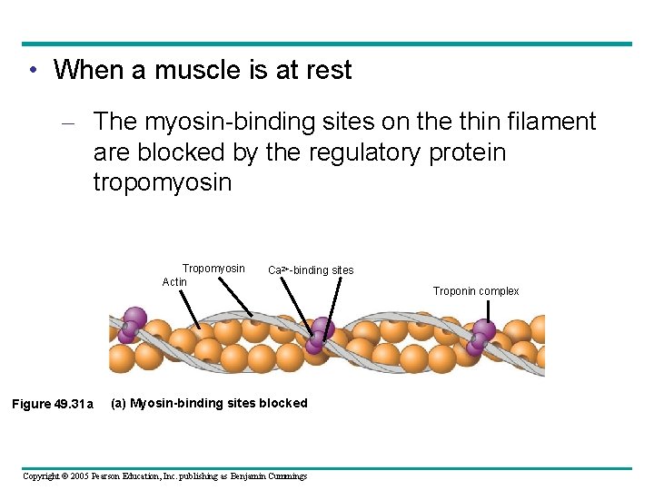  • When a muscle is at rest – The myosin-binding sites on the