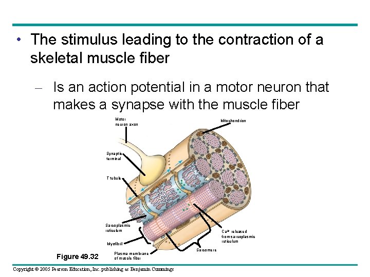  • The stimulus leading to the contraction of a skeletal muscle fiber –