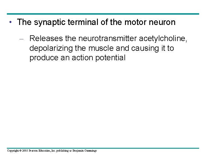  • The synaptic terminal of the motor neuron – Releases the neurotransmitter acetylcholine,