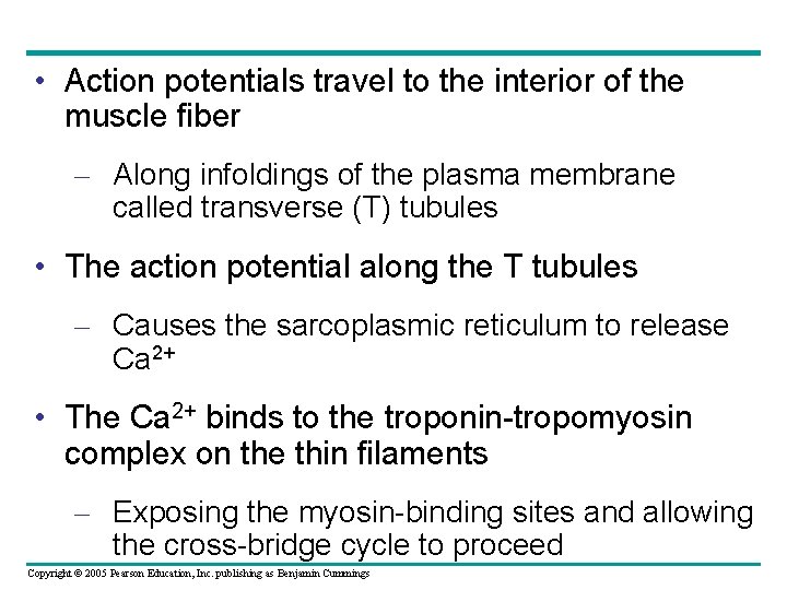  • Action potentials travel to the interior of the muscle fiber – Along