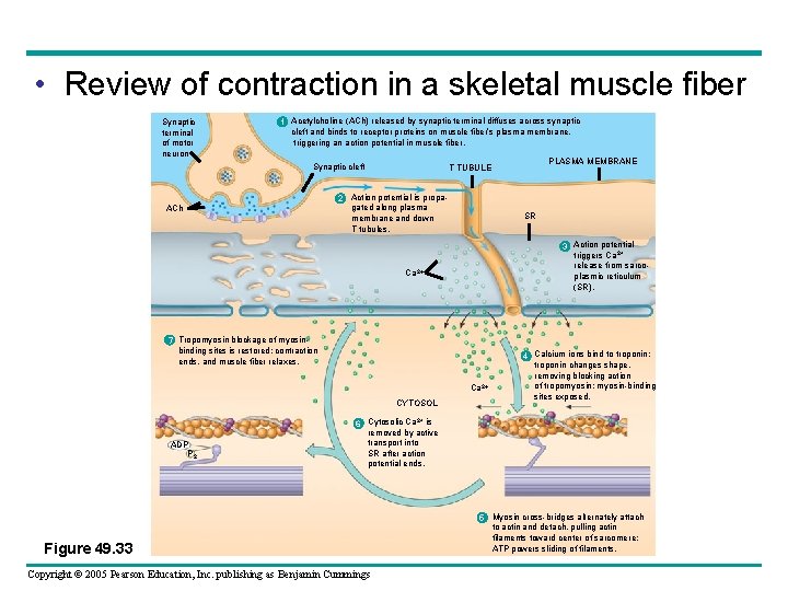  • Review of contraction in a skeletal muscle fiber Synaptic terminal of motor