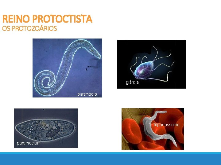 REINO PROTOCTISTA OS PROTOZOÁRIOS clorófita plasmódio giárdia plasmódio tripanossomo paramecium 