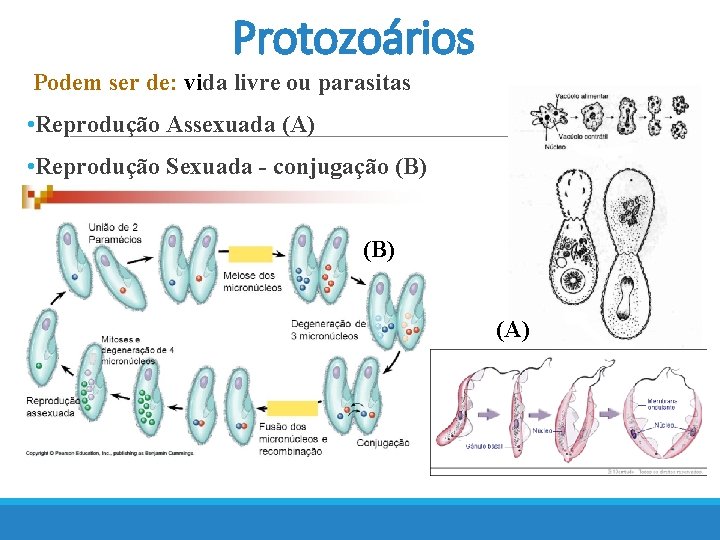 Protozoários Podem ser de: vida livre ou parasitas • Reprodução Assexuada (A) • Reprodução