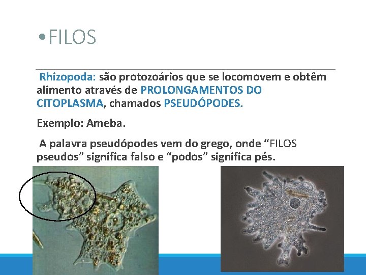  • FILOS Rhizopoda: são protozoários que se locomovem e obtêm alimento através de