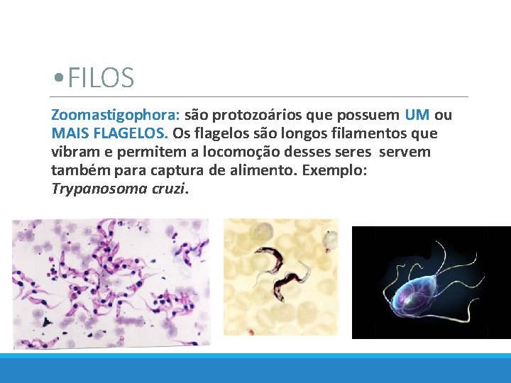  • FILOS Zoomastigophora: são protozoários que possuem UM ou MAIS FLAGELOS. Os flagelos