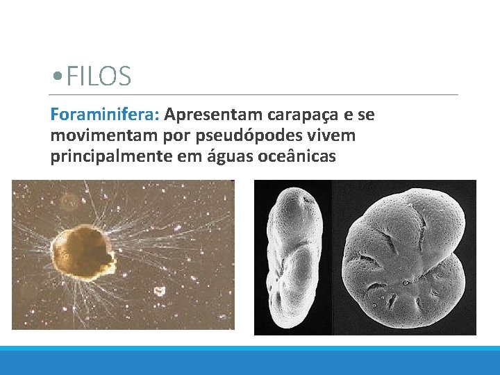  • FILOS Foraminifera: Apresentam carapaça e se movimentam por pseudópodes vivem principalmente em