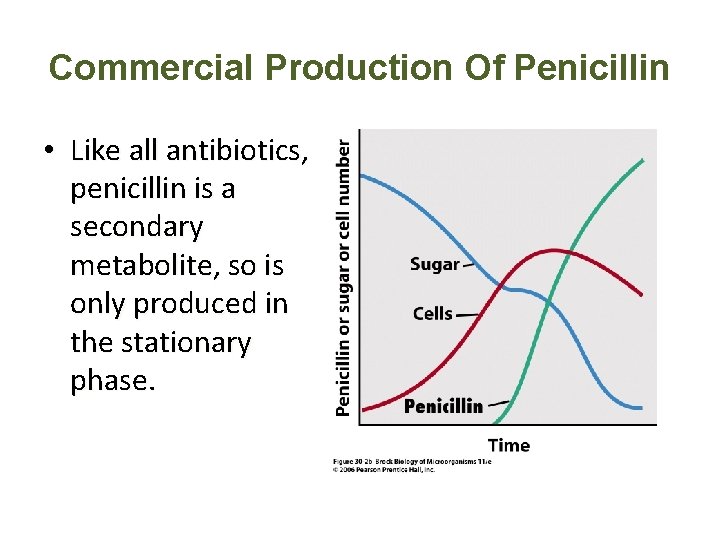 Commercial Production Of Penicillin • Like all antibiotics, penicillin is a secondary metabolite, so