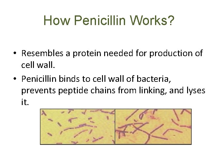 How Penicillin Works? • Resembles a protein needed for production of cell wall. •