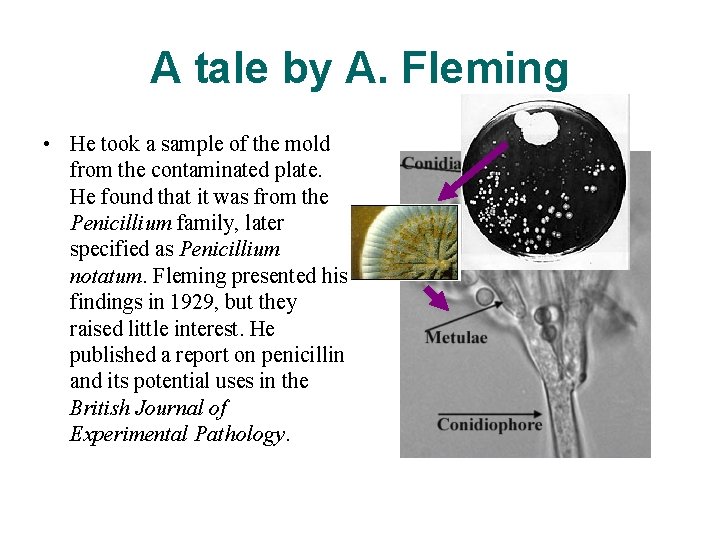 A tale by A. Fleming • He took a sample of the mold from