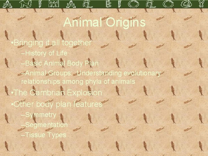 Animal Origins • Bringing it all together –History of Life –Basic Animal Body Plan