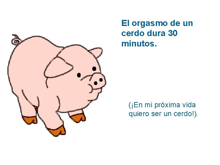 El orgasmo de un cerdo dura 30 minutos. (¡En mi próxima vida quiero ser