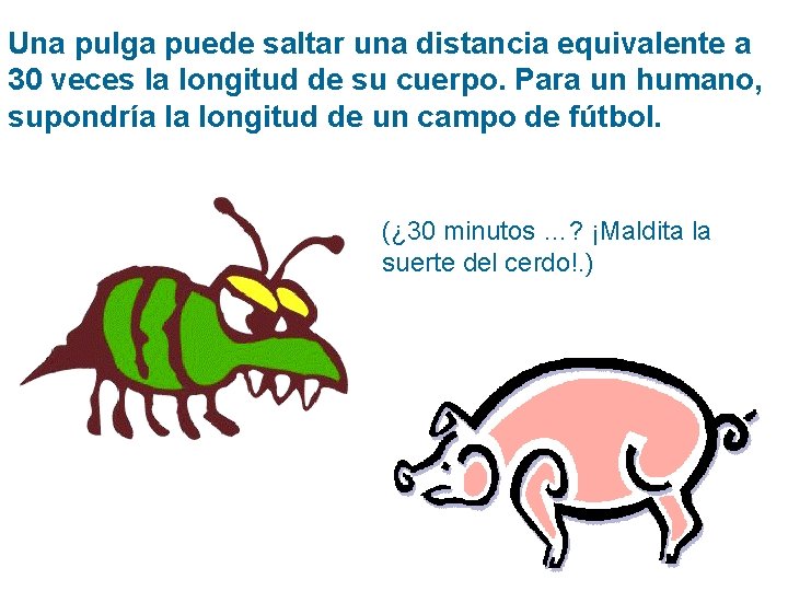 Una pulga puede saltar una distancia equivalente a 30 veces la longitud de su