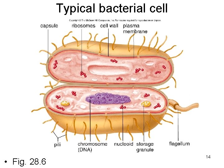 Typical bacterial cell • Fig. 28. 6 14 