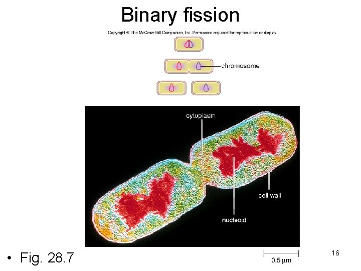 Binary fission • Fig. 28. 7 16 