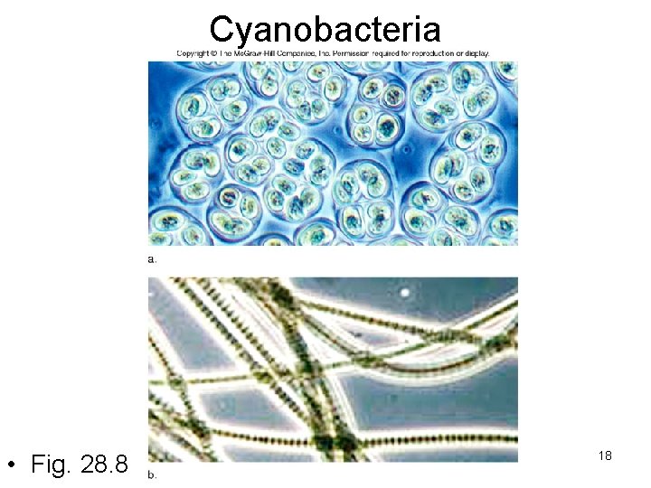 Cyanobacteria • Fig. 28. 8 18 