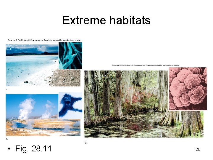 Extreme habitats • Fig. 28. 11 28 