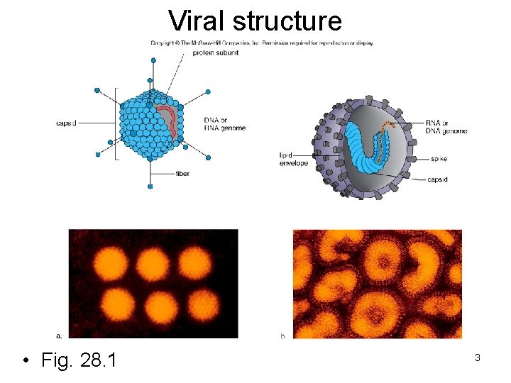 Viral structure • Fig. 28. 1 3 