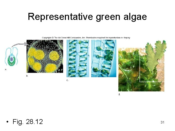 Representative green algae • Fig. 28. 12 31 