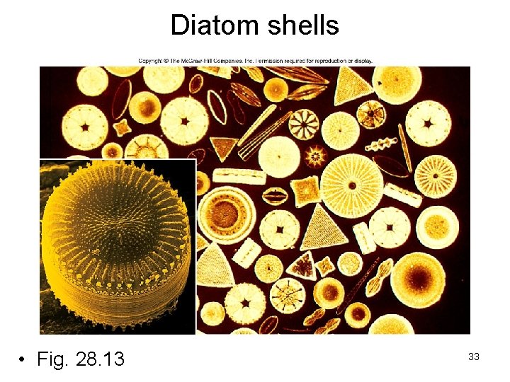 Diatom shells • Fig. 28. 13 33 