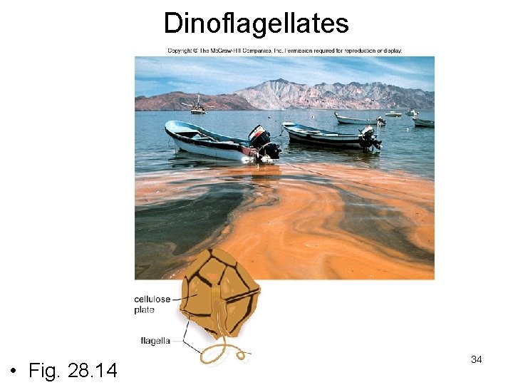 Dinoflagellates • Fig. 28. 14 34 