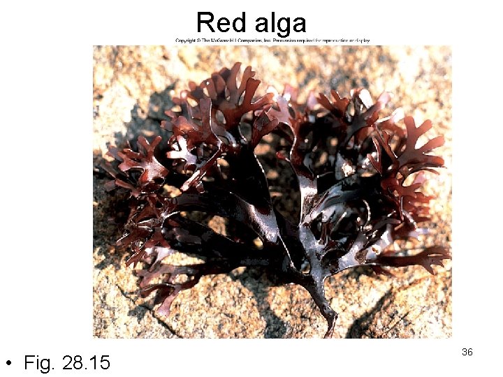 Red alga • Fig. 28. 15 36 