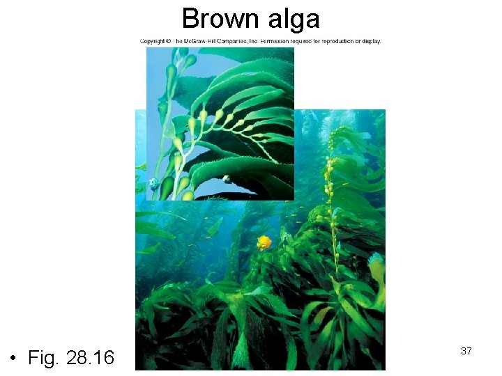 Brown alga • Fig. 28. 16 37 