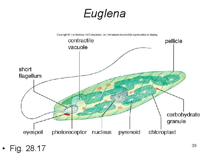 Euglena • Fig. 28. 17 39 