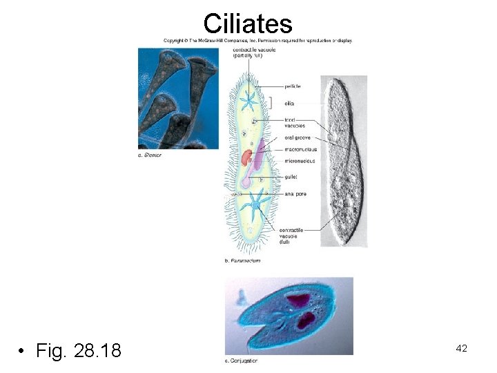 Ciliates • Fig. 28. 18 42 