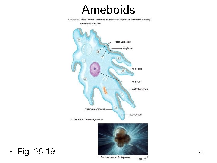 Ameboids • Fig. 28. 19 44 