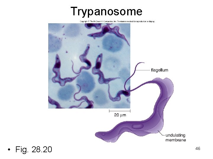 Trypanosome • Fig. 28. 20 46 