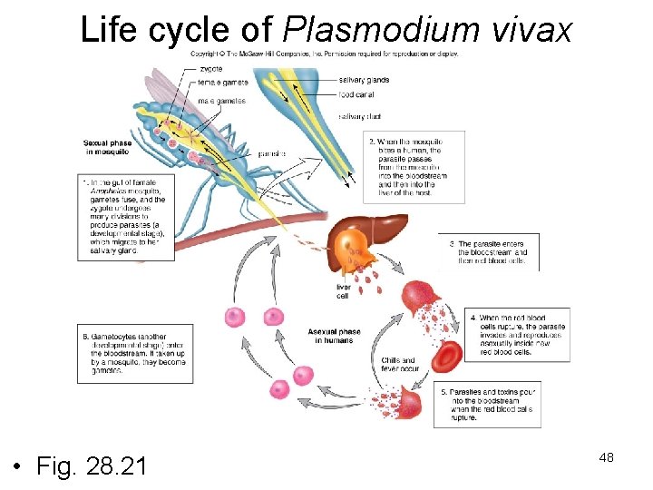 Life cycle of Plasmodium vivax • Fig. 28. 21 48 