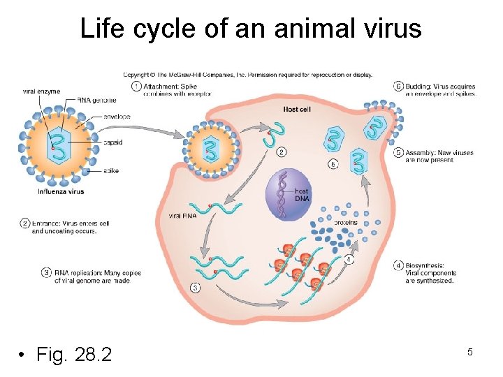 Life cycle of an animal virus • Fig. 28. 2 5 