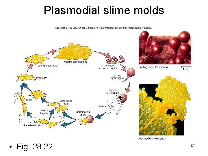 Plasmodial slime molds • Fig. 28. 22 52 