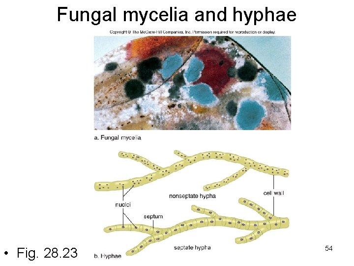 Fungal mycelia and hyphae • Fig. 28. 23 54 