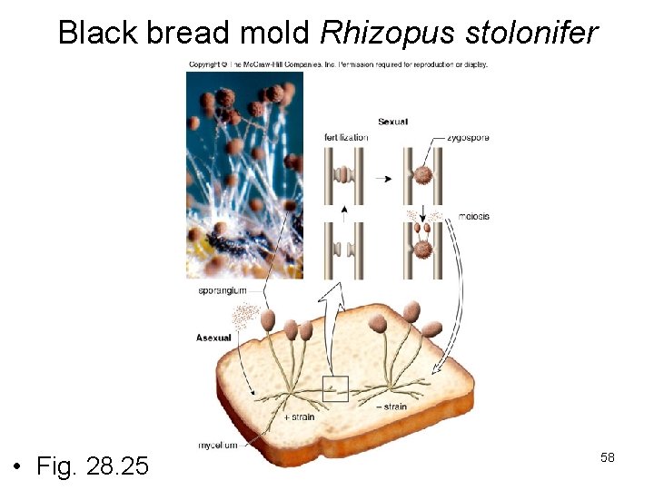 Black bread mold Rhizopus stolonifer • Fig. 28. 25 58 