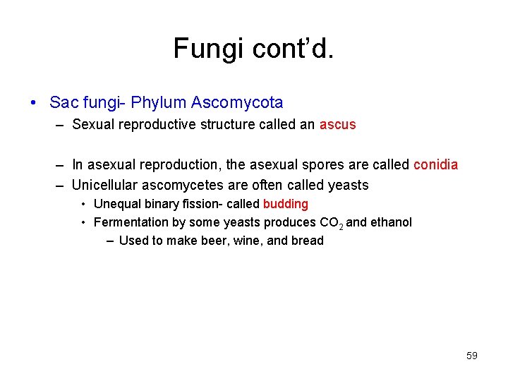 Fungi cont’d. • Sac fungi- Phylum Ascomycota – Sexual reproductive structure called an ascus