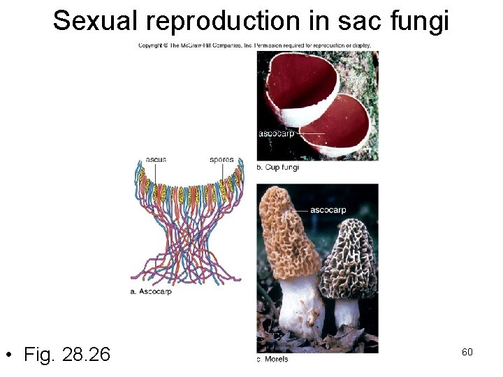 Sexual reproduction in sac fungi • Fig. 28. 26 60 