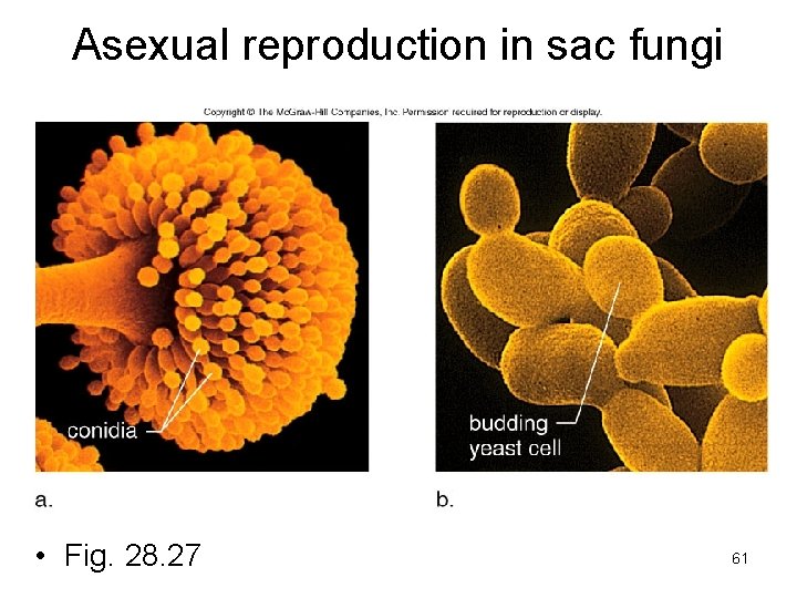 Asexual reproduction in sac fungi • Fig. 28. 27 61 