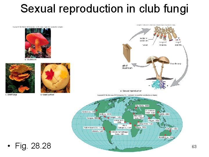 Sexual reproduction in club fungi • Fig. 28 63 