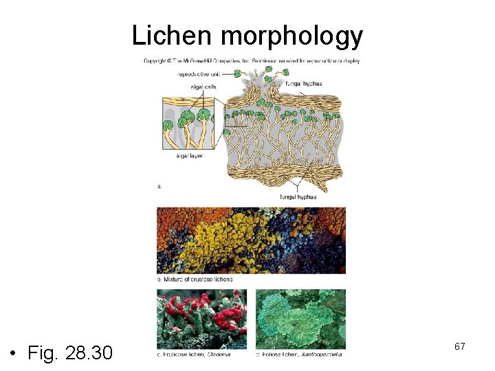 Lichen morphology • Fig. 28. 30 67 