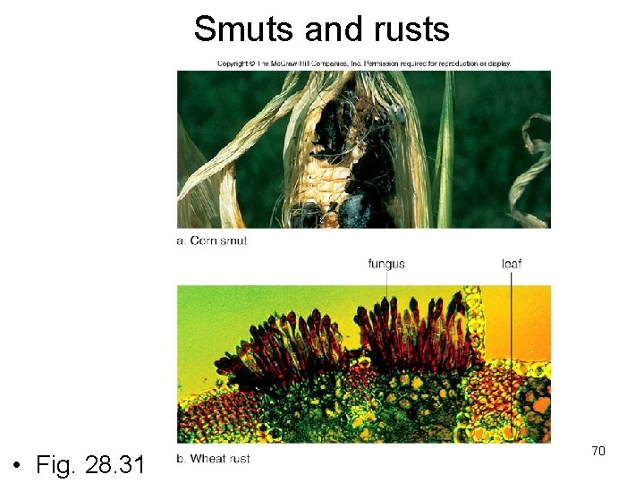 Smuts and rusts • Fig. 28. 31 70 